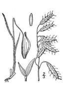 Image of corn brome