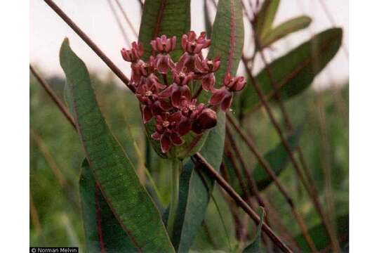 Image of prairie milkweed