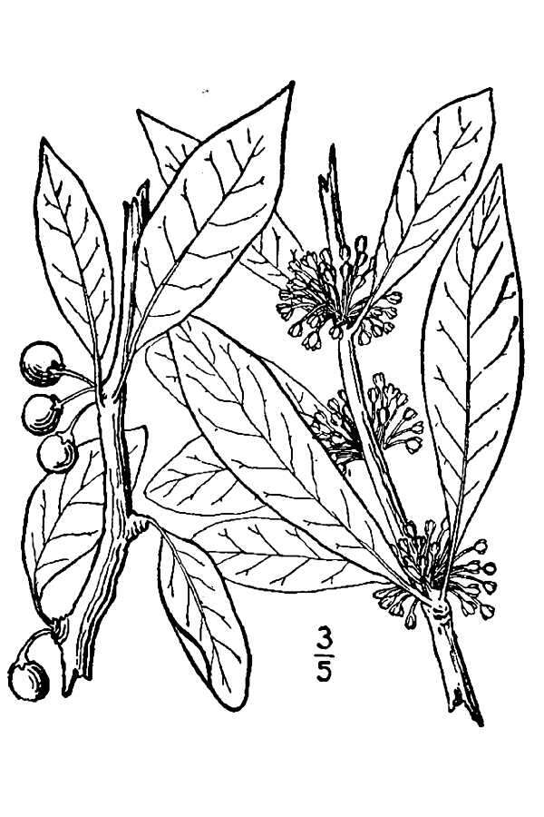 Image of buckthorn bully