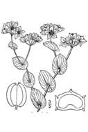 Imagem de Bupleurum rotundifolium L.