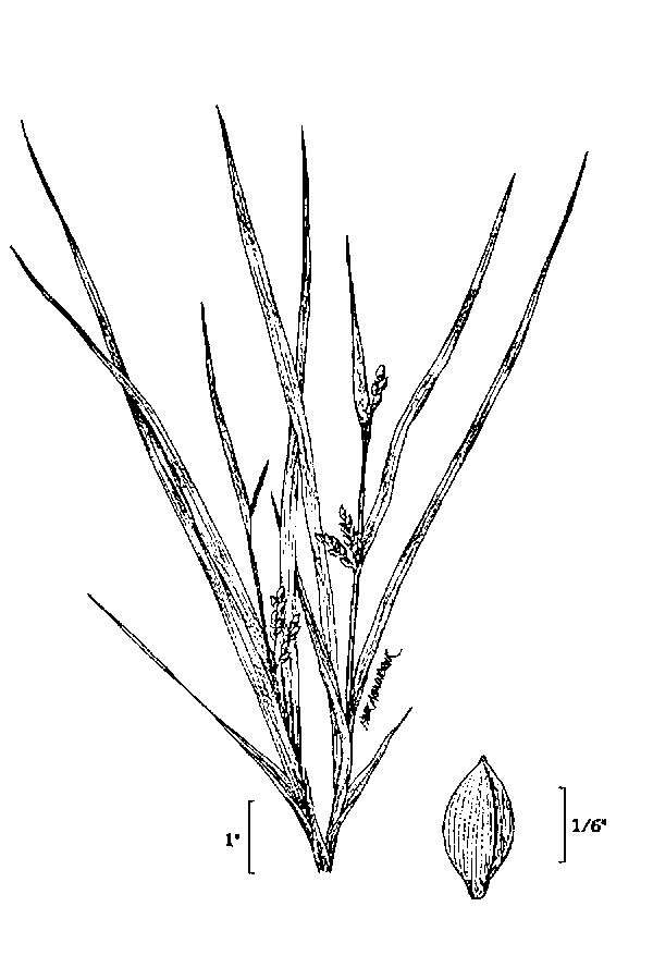 Image of thicket sedge