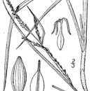 Sivun Carex aestivalis M. A. Curtis ex A. Gray kuva