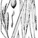 Sivun Carex aestivaliformis Mack. kuva