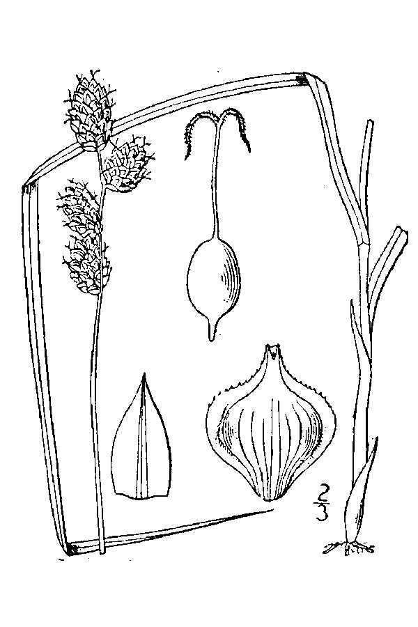 Image of broadwing sedge