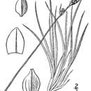 Image of lesser saltmarsh sedge