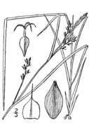 Image of eastern narrowleaf sedge