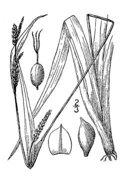 Image of broad looseflower sedge