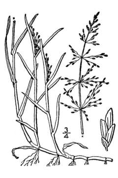 Image of whorlgrass