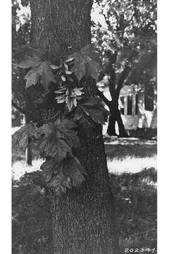 Image of bigleaf maple