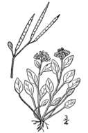 Слика од Cardamine bellidifolia L.