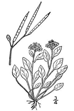 Image of alpine cress