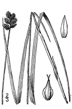 Image of Bebb's sedge