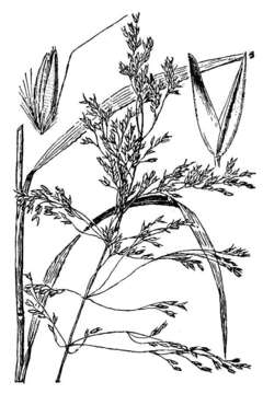 Image of Bolander's reedgrass