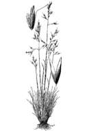 Sivun Calamagrostis breweri Thurb. kuva