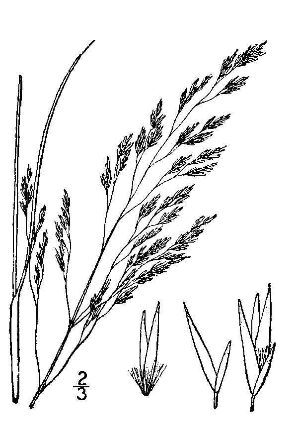 Image of Pine-Barren Sand-Reed