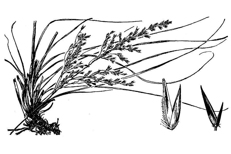 Image of Pine-Barren Sand-Reed