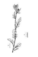 Image of Brewer's bittercress