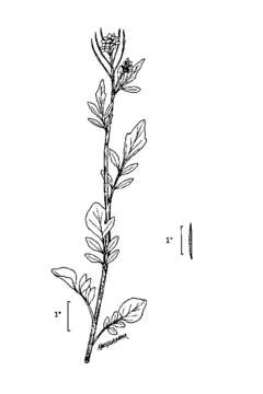 Image of Brewer's bittercress