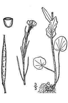 Слика од Cardamine bulbosa (Schreb. ex Muhl.) Britton, Sterns & Poggenb.