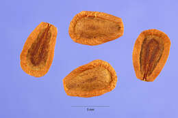 Image of common milkweed