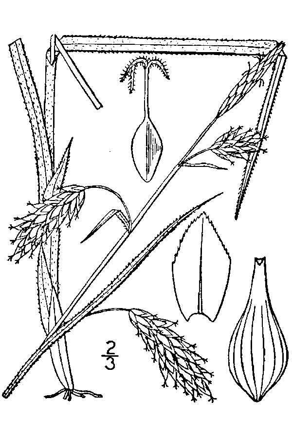 Image of chestnut sedge