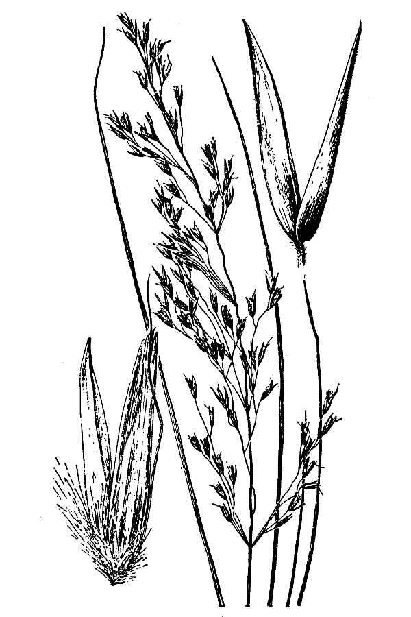 Sivun Calamagrostis cainii Hitchc. kuva