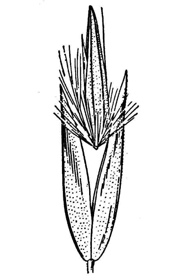 Image of northern reedgrass