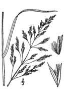 Sivun Calamagrostis canadensis (Michx.) P. Beauv. kuva