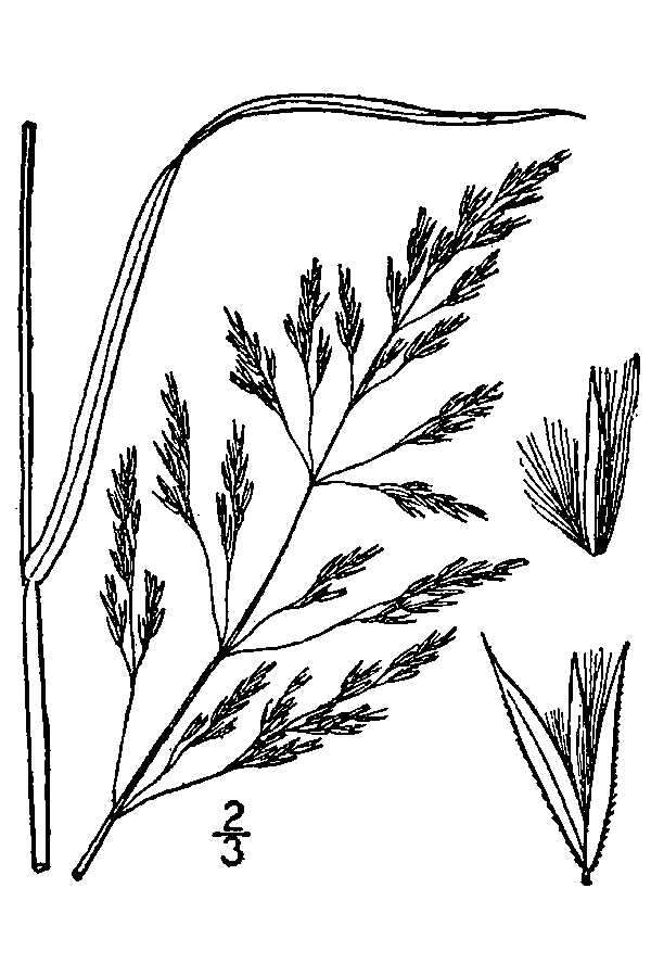 Sivun Calamagrostis canadensis (Michx.) P. Beauv. kuva