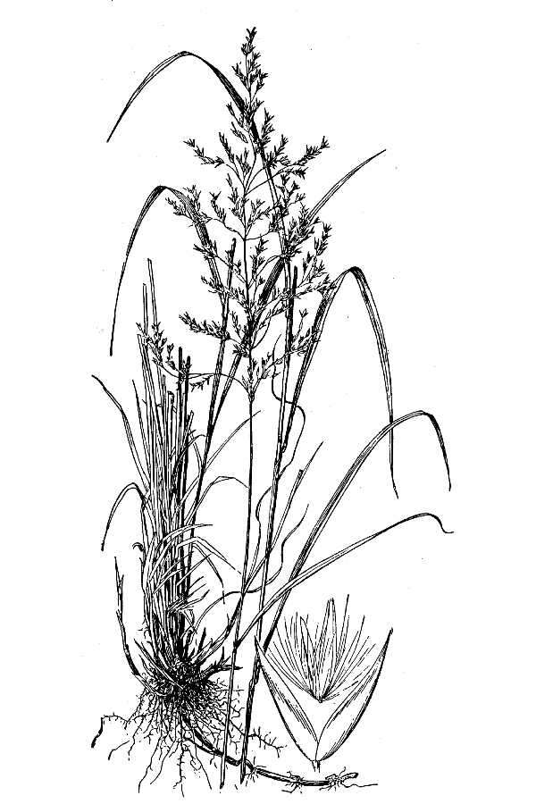 Sivun Calamagrostis canadensis (Michx.) P. Beauv. kuva