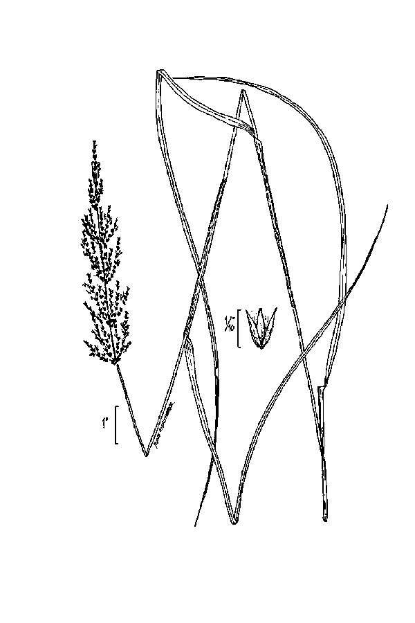 Image of Bluejoint Reed Grass