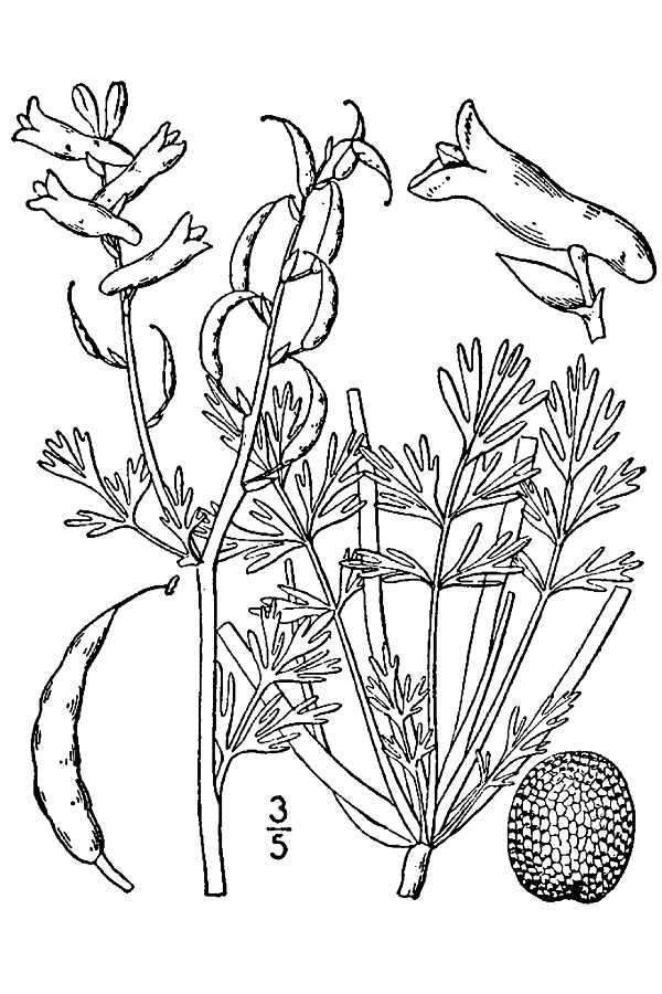 Image of smallflower fumewort
