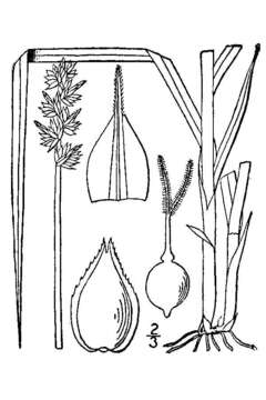 Слика од Carex cephaloidea (Dewey) Dewey ex Boott