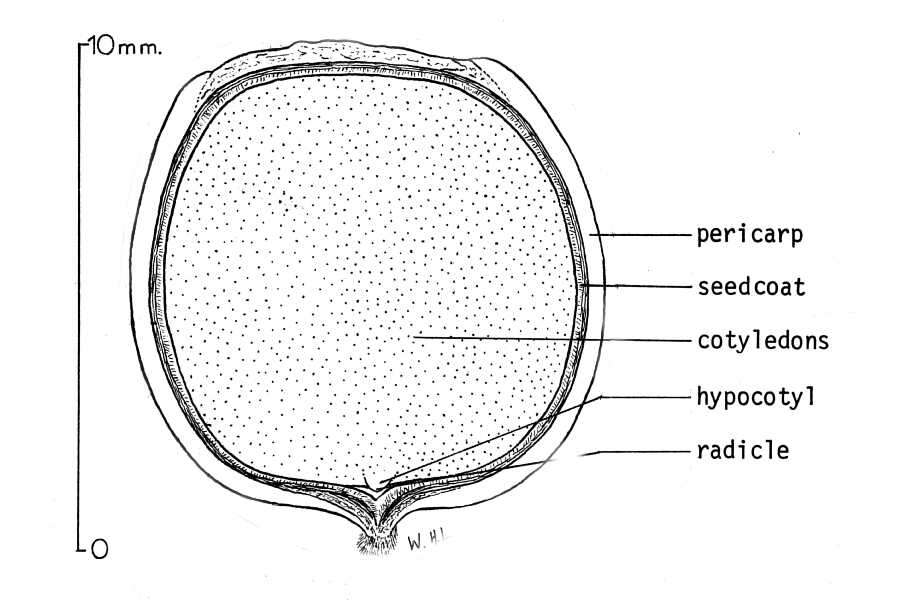 Image de Chrysolepis chrysophylla var. chrysophylla