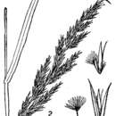 Image of Nuttall's Reed Grass