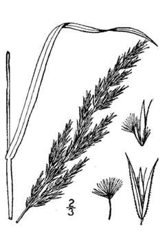 Image de Calamagrostis coarctata Eaton