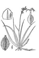 Image of low northern sedge