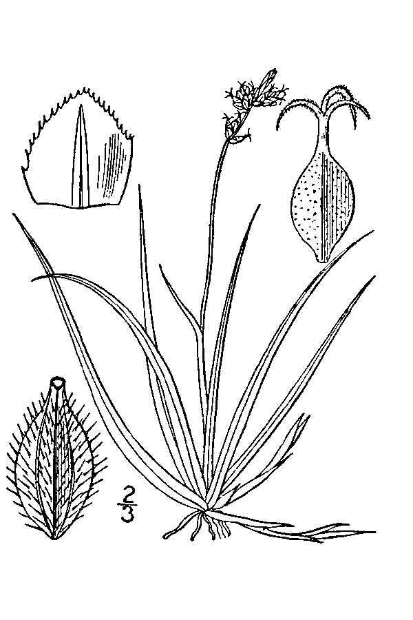 Image of low northern sedge