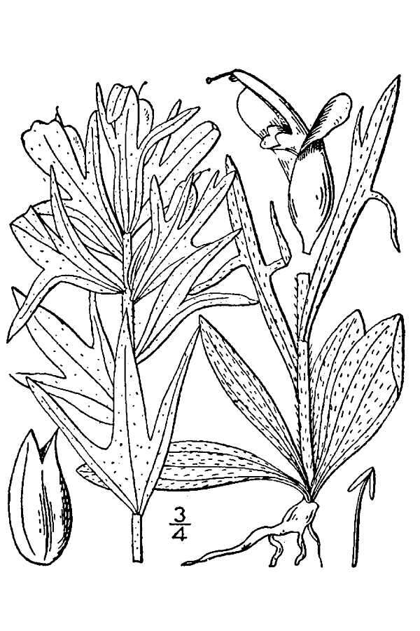 Image de Castilleja coccinea (L.) Spreng.