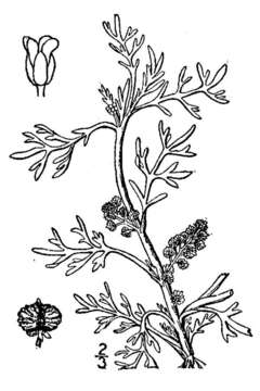 Image of Creeping Watercress