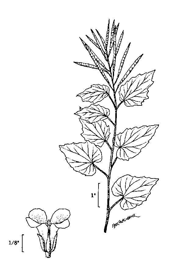 Слика од Cardamine cordifolia A. Gray