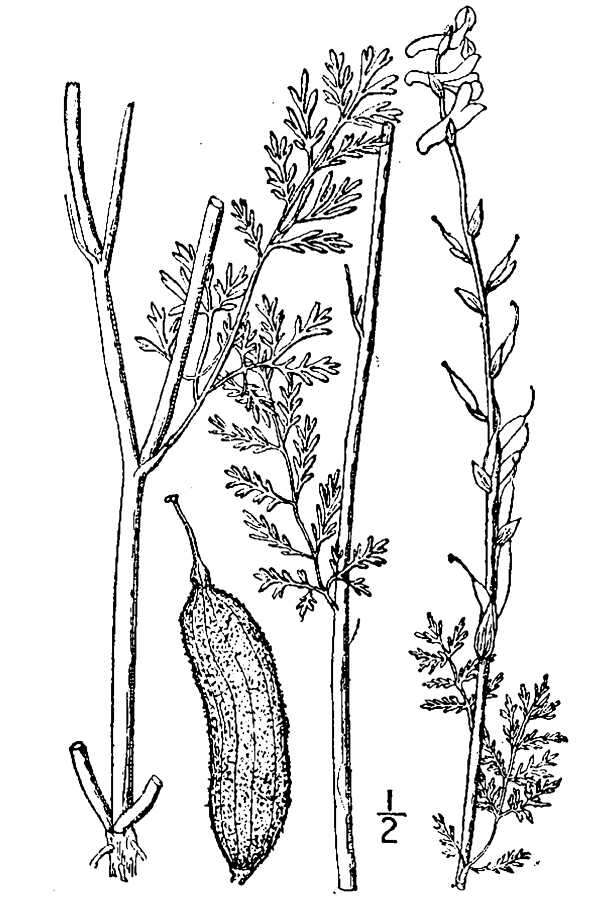 Image de Corydalis crystallina (Torrey & A. Gray) A. Gray