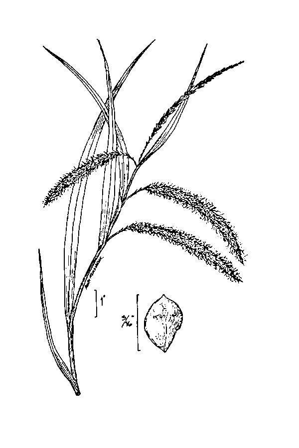 Image of Fringed sedge