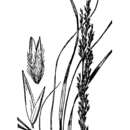 Image of Florida Sand-Reed