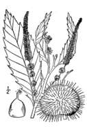 Image of American chestnut