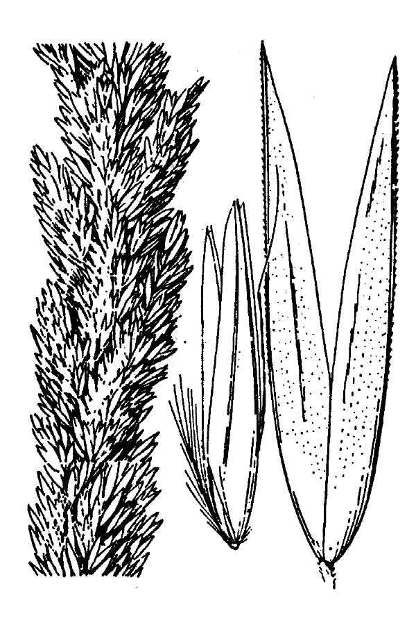 Image of fire reedgrass