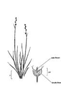 Image of softleaf sedge