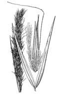 Image of leafy reedgrass