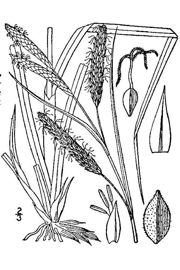 Image of glaucous sedge