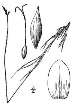 Image of Clustered sedge